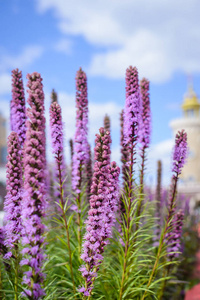 美丽的紫色蓬松的高 liatris 花, 绿叶在蓝天背景下