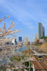 在日本，在东京的樱花