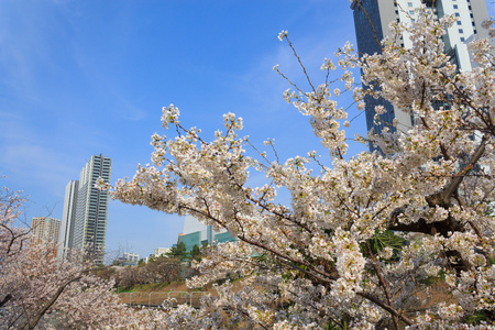 在日本，在东京的樱花