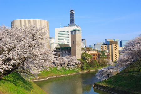 在日本，在东京的樱花