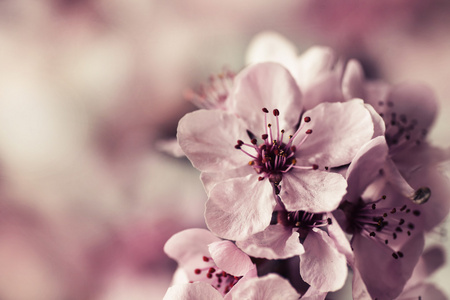 樱桃树盛开的花