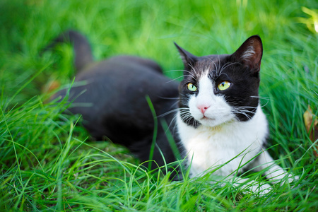 可爱黑猫咪躺在绿色的草坪上