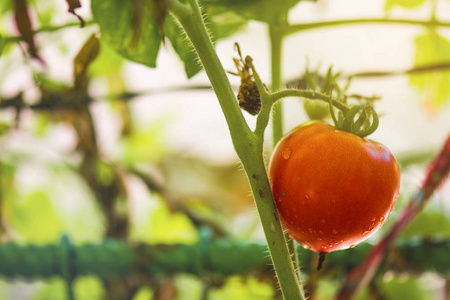 新鲜的红西红柿挂在植物特写在晴朗的一天