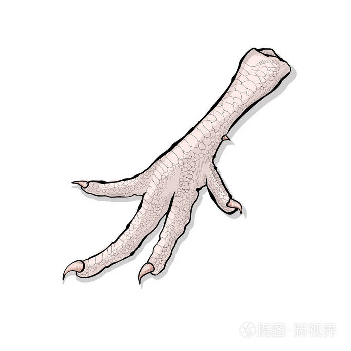 鸡 公鸡 火鸡脚.手绘和彩色隔离的白色背景 传统的万圣节符号.