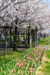 樱花，信浓川 Yasuragi 堤公园