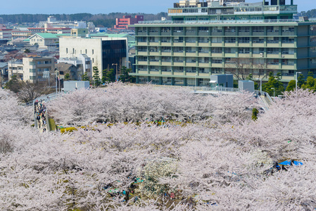 樱花