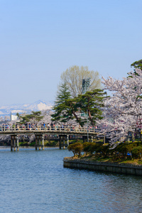 樱花，高田公园