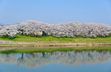 樱花，Shiroishigawa 堤 sembonzakura