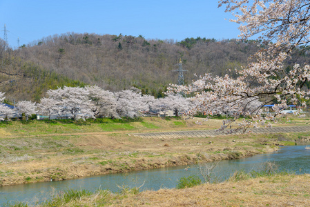 樱花，Shiroishigawa 堤 sembonzakura