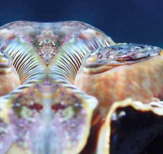 海洋蜗牛特写作为背景