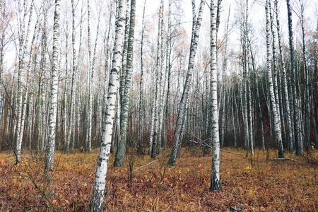 美丽的场面与桦树在黄色秋天桦木森林在10月在桦树树丛里其他桦树