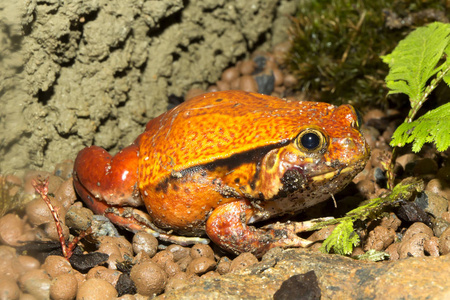 假番茄青蛙, Dyscophus guyneti