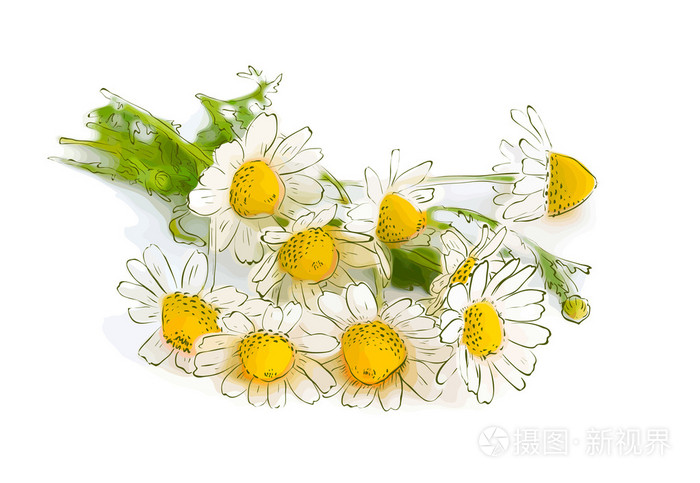 洋甘菊孤立在白色背景上