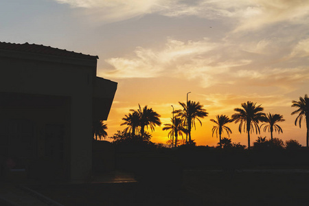 风景与棕榈树, 日落, 剪影。埃及. 沙姆沙伊赫