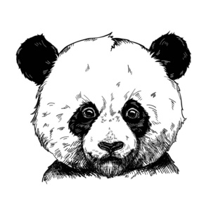 一个可爱的熊猫的矢量插图。手绘图形, 儿童打印