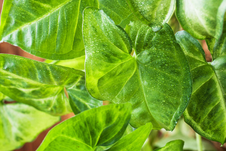 在木墙背景的绿色榕树叶子照片