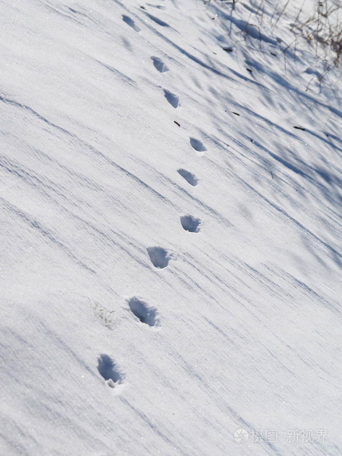 在雪地里的狗脚印