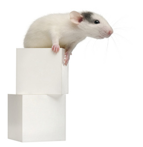 常见的老鼠或下水道的老鼠或码头鼠 褐家鼠，4 个月大，在框中，在白色背景上