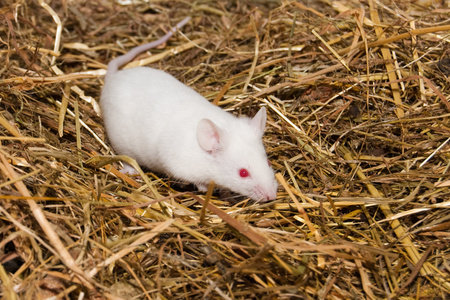 白色实验室的老鼠