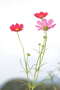 花园里的粉色波斯菊花海