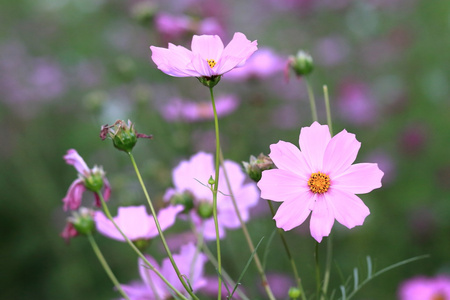 花园里的粉色波斯菊花海