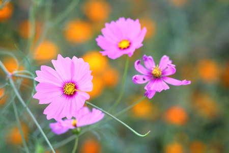 花园里的粉色波斯菊花海