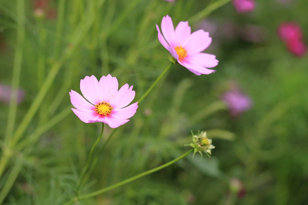 花园里的粉色波斯菊花海