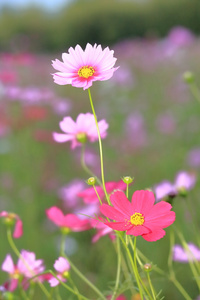 花园里的粉色波斯菊花海