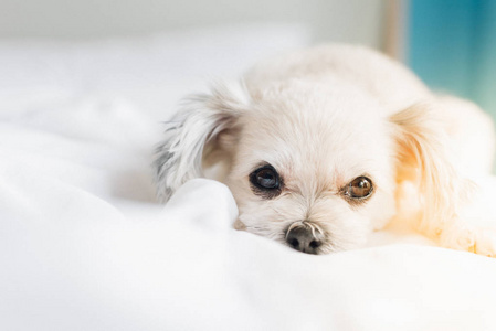 狗如此可爱混合品种与石慈, 波美拉尼亚和贵宾犬坐或睡躺在床上, 白色的面纱, 并期待在床上的东西在卧室的家庭或酒店
