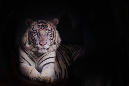 白老虎是孟加拉虎的色素和文本复制空间