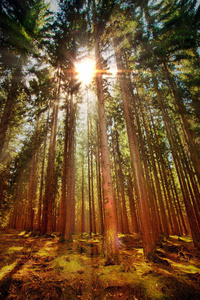 尽收眼底森林在秋季和阳光照片