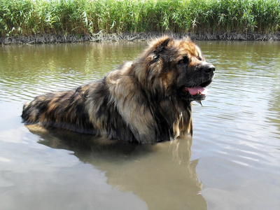 高加索牧羊犬在水中