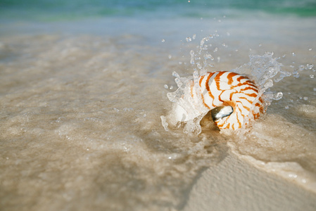 鹦鹉螺的壳在海浪