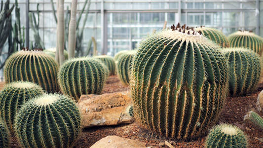 金桶仙人掌或棘球蚴在植物学上