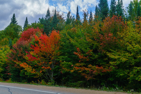 加拿大魁北克蒙特朗布朗国家公园的秋天树叶颜色的树木景观