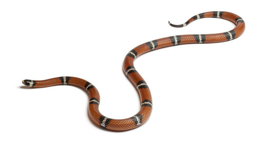 牛奶蛇或 milksnake，lampropeltis 座孢子虫，在白色背景前