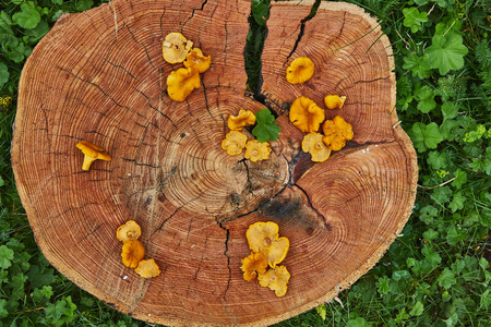 绿草木盘上的森林野 chanterelles