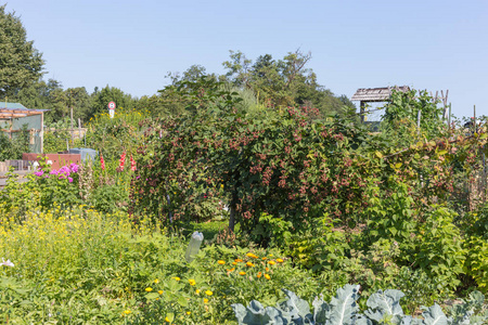 乡村小屋花园在炎热的夏天7月在德国南部靠近城市斯图加特和慕尼黑