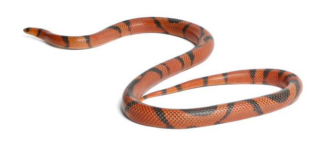 hypomelanistic 异常洪都拉斯奶蛇，lampropeltis 座 hondurensis，在白色背景前