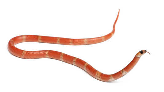 hypomelanistic 洪都拉斯奶蛇，lampropeltis 座 hondurensis，在白色背景前