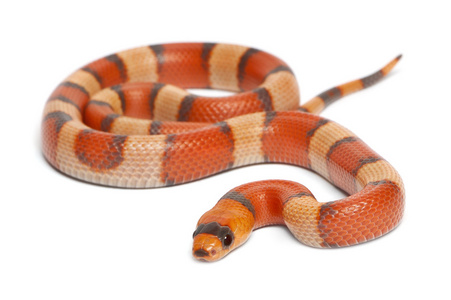 三色 hypomelanistic 洪都拉斯奶蛇，lampropeltis 座 hondurensis，在白色背景前