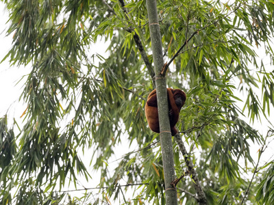 红吼猴, Alouatta Seniculus, 亚马逊, Yasuni 国家公园, 厄瓜多尔
