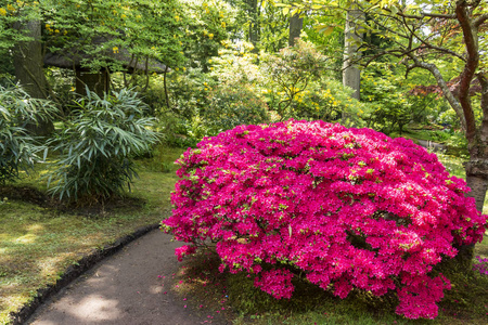 华丽的粉红色杜鹃在日本花园在海牙, 荷兰