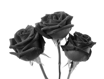 在白色背景上的黑玫瑰