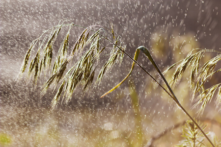 在雨中草