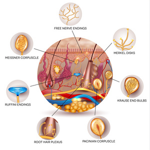 皮肤的解剖和皮肤感受器