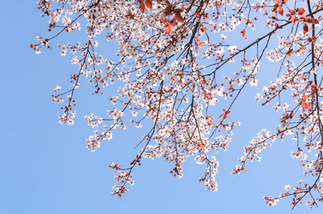 阳光明媚的春天盛开的樱花树上湛蓝的天空