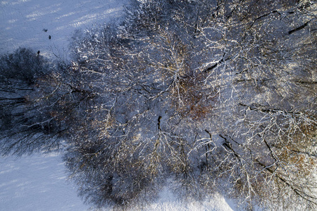 阳光明媚的冬日白雪覆盖森林的鸟瞰图