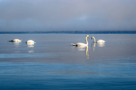 在拉脱维亚的秋天, 在一个雾蒙蒙的日子里, 在波罗的海沿岸附近游泳的白天鹅