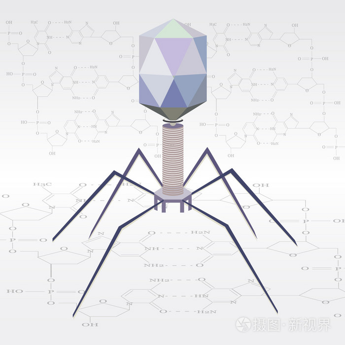 矢量病毒噬菌体模型